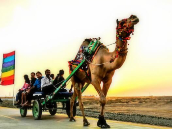 camel cart